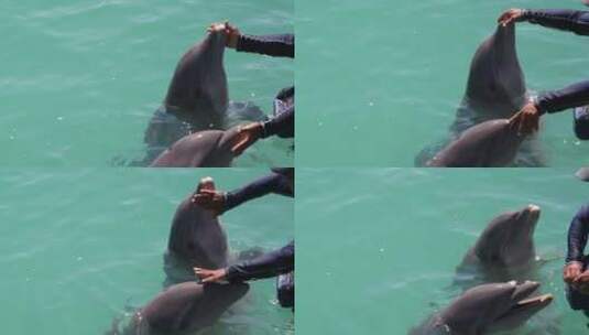 两只可爱的海豚高清在线视频素材下载