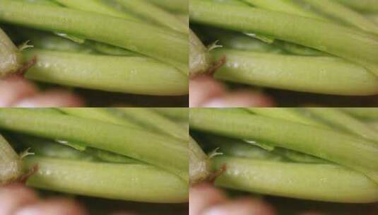 叶茎根茎植物根茎叶特写高清在线视频素材下载