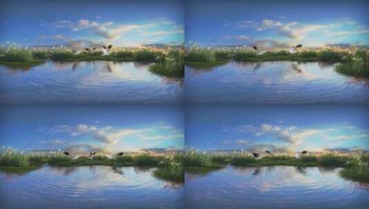 丹顶鹤湿地保护区高清在线视频素材下载