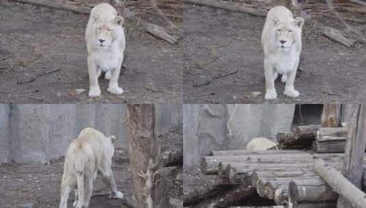 【镜头合集】动物园里的母狮子白狮子散步高清在线视频素材下载