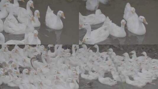 农村放养白鹅LOG高清在线视频素材下载