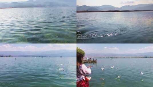 泸沽湖边看美景喂食海鸟高清在线视频素材下载