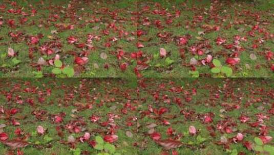 雨后的落花高清在线视频素材下载