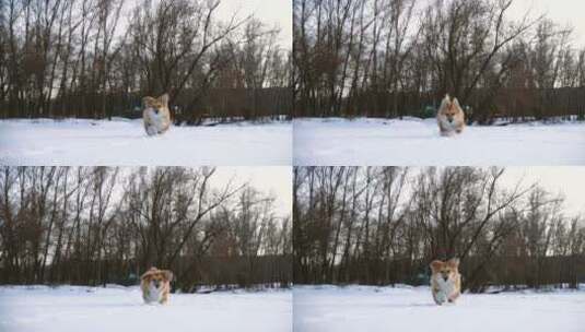 小狗在雪地里慢跑高清在线视频素材下载