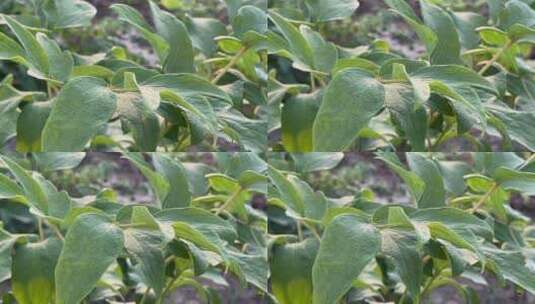 白牡丹植物叶子特写镜头高清在线视频素材下载