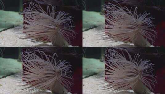 长长的触手海葵珊瑚海洋生物高清在线视频素材下载