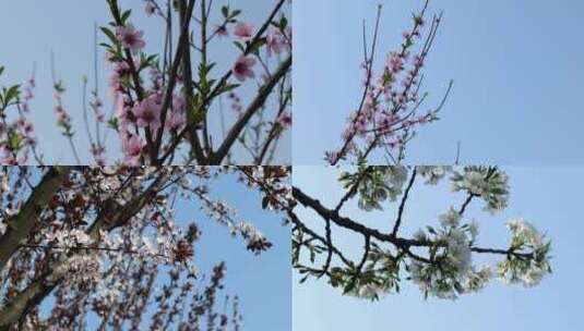 春天里的桃花和梨花高清在线视频素材下载