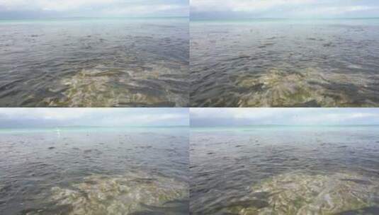 青海湖 湟鱼 保护动物 旅行 岸边高清在线视频素材下载