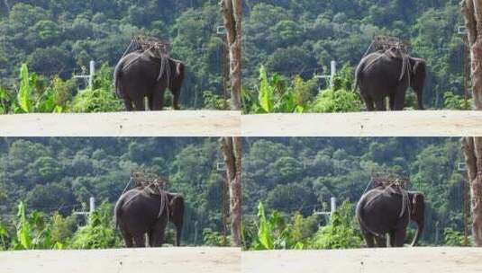 大象有节奏地移动高清在线视频素材下载