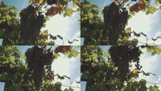 在阳光下生长的葡萄高清在线视频素材下载