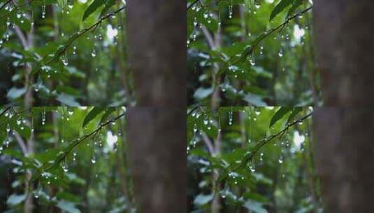 树叶上晶莹的雨滴特写高清在线视频素材下载