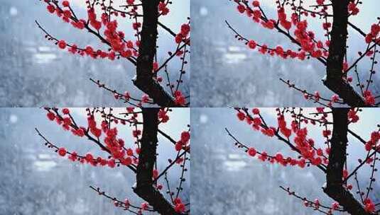 雪中绽放的红色梅花高清在线视频素材下载