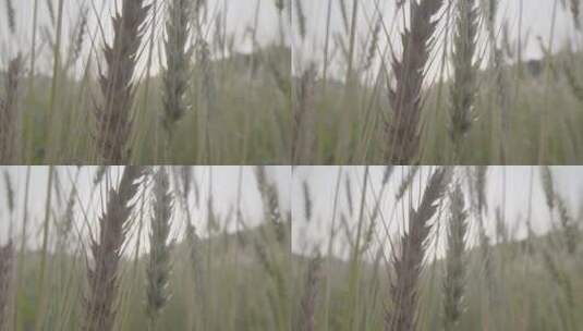 夕阳麦穗逆光拍摄LOG高清在线视频素材下载