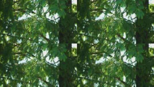 4k阳光透过林间树叶高清在线视频素材下载