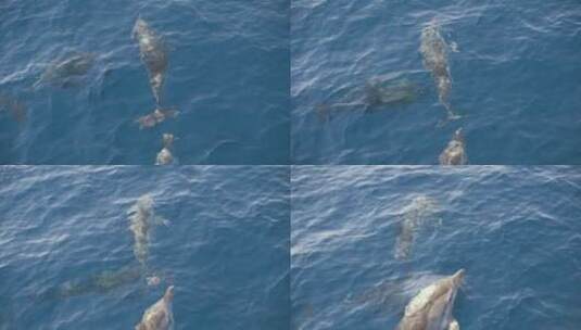 跳跃出水的海豚高清在线视频素材下载