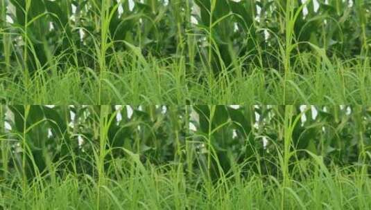 绿色小草植物高清在线视频素材下载