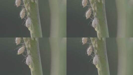 蚜虫微距特写LOG高清在线视频素材下载