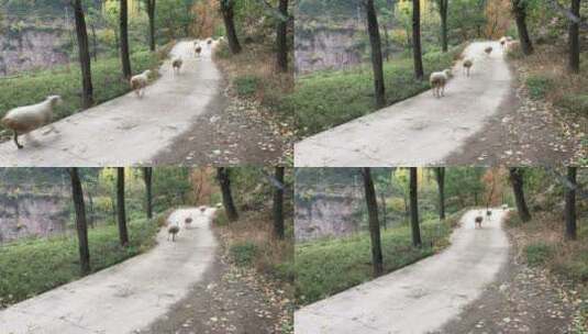 【流浪咖啡】太行山悬崖边一群羊跑过咖啡车高清在线视频素材下载