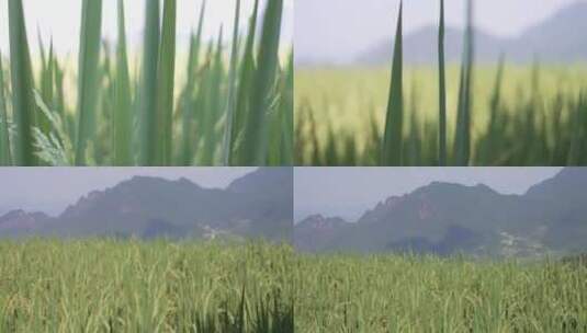 水稻农田高清在线视频素材下载