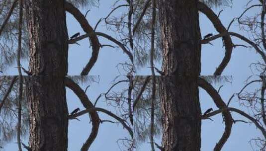 啄木鸟在松树上啄食高清在线视频素材下载