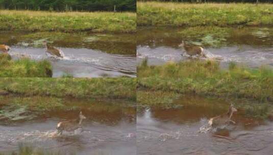 成群羚羊在水中玩耍高清在线视频素材下载