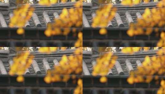 秋天金黄的银杏树叶高清在线视频素材下载