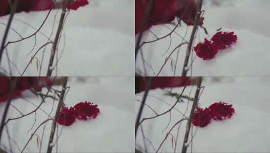 雪地上散落的红色康乃馨高清在线视频素材下载