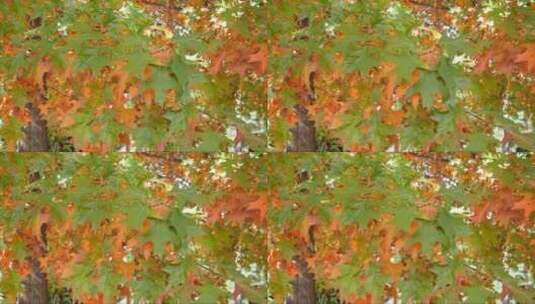 秋天变色的枫叶树高清在线视频素材下载