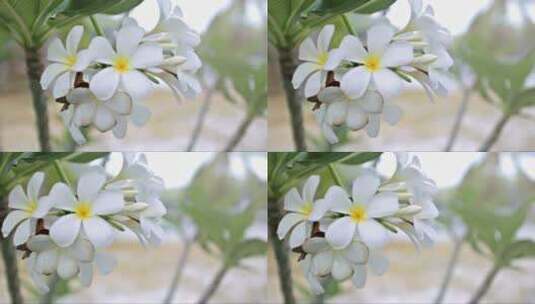 随风盛开的白色花朵高清在线视频素材下载