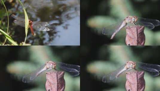 水边停歇的蜻蜓高清在线视频素材下载