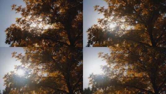 阳光穿过树叶高清在线视频素材下载