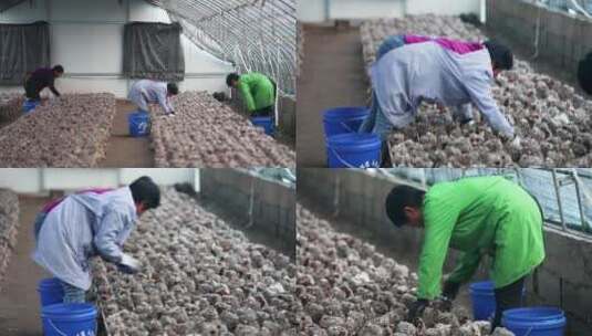 女工人采蘑菇高清在线视频素材下载