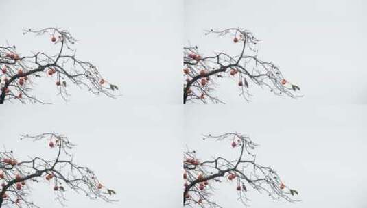 深秋初冬扬州瘦西湖在柿子树上觅食的喜鹊高清在线视频素材下载