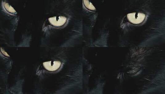 黑猫眼睛高清在线视频素材下载