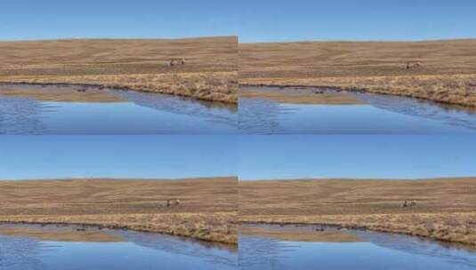 高原枯黄草原牧民牵马骑马1高清在线视频素材下载