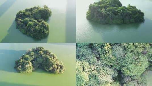 俯拍湖心小岛绿色树林森林飞鸟自然生态环境高清在线视频素材下载
