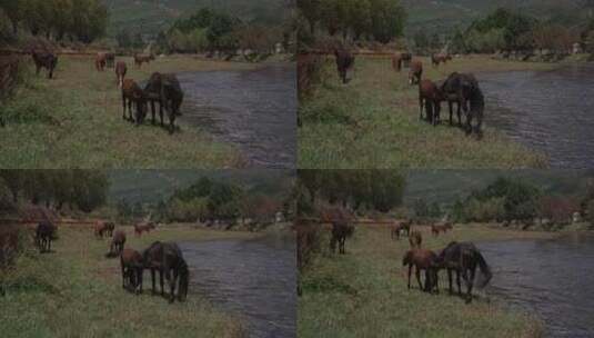 马匹 马喝水 马群 骑马 养马高清在线视频素材下载