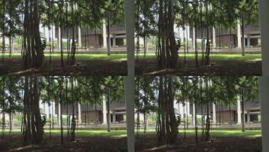 檀香山悦榕树景观高清在线视频素材下载