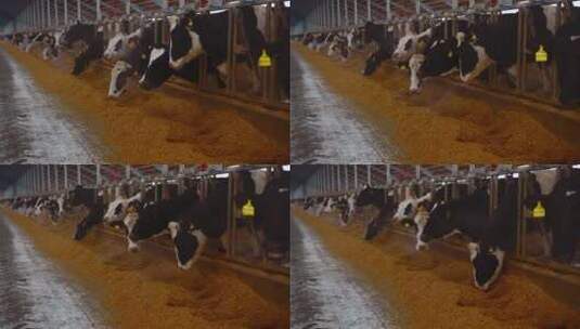 奶牛在牛棚里吃饲料高清在线视频素材下载