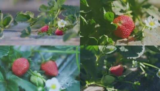 草莓特写高清在线视频素材下载