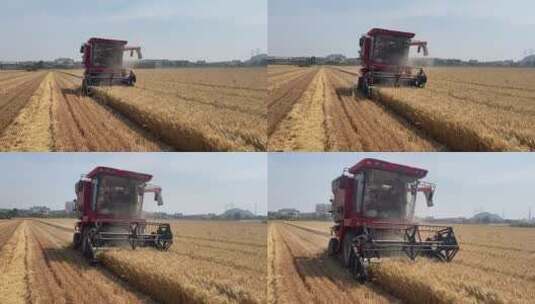 丰收 小麦丰收 机械收割高清在线视频素材下载