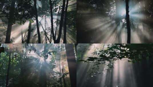 长白山阳光光柱射进森林高清在线视频素材下载