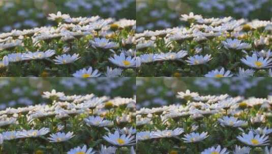 春天阳光下盛开的雏菊高清在线视频素材下载