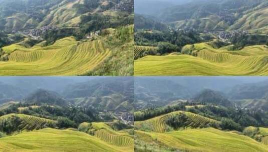 晴天桂林龙脊梯田旅游观赏金秋九月稻田高清在线视频素材下载