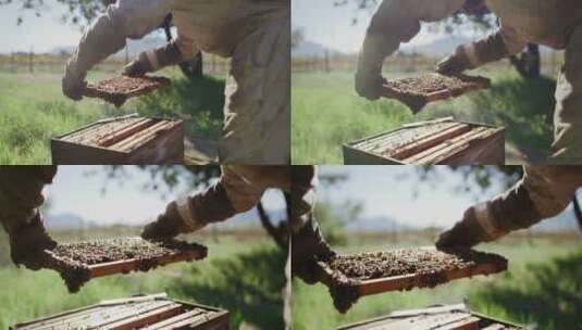 蜂农正在提起蜂蜜高清在线视频素材下载