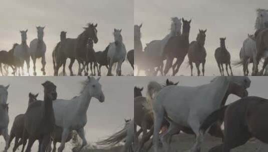疾驰的马群高清在线视频素材下载