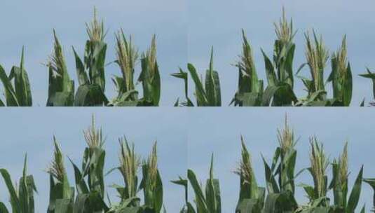 乡村振兴随风摆动的玉米穗高清在线视频素材下载