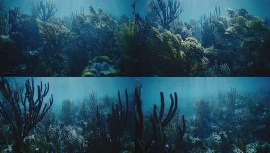 海底珊瑚林高清在线视频素材下载