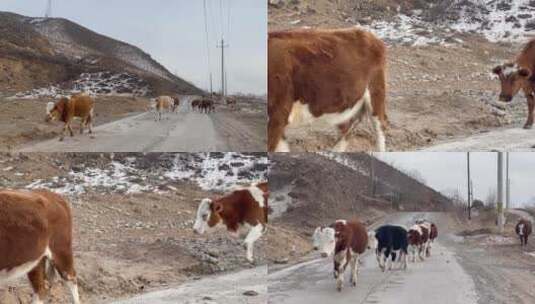 内蒙古高原山中走路的牛高清在线视频素材下载