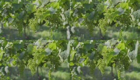 葡萄园里成熟的白葡萄高清在线视频素材下载